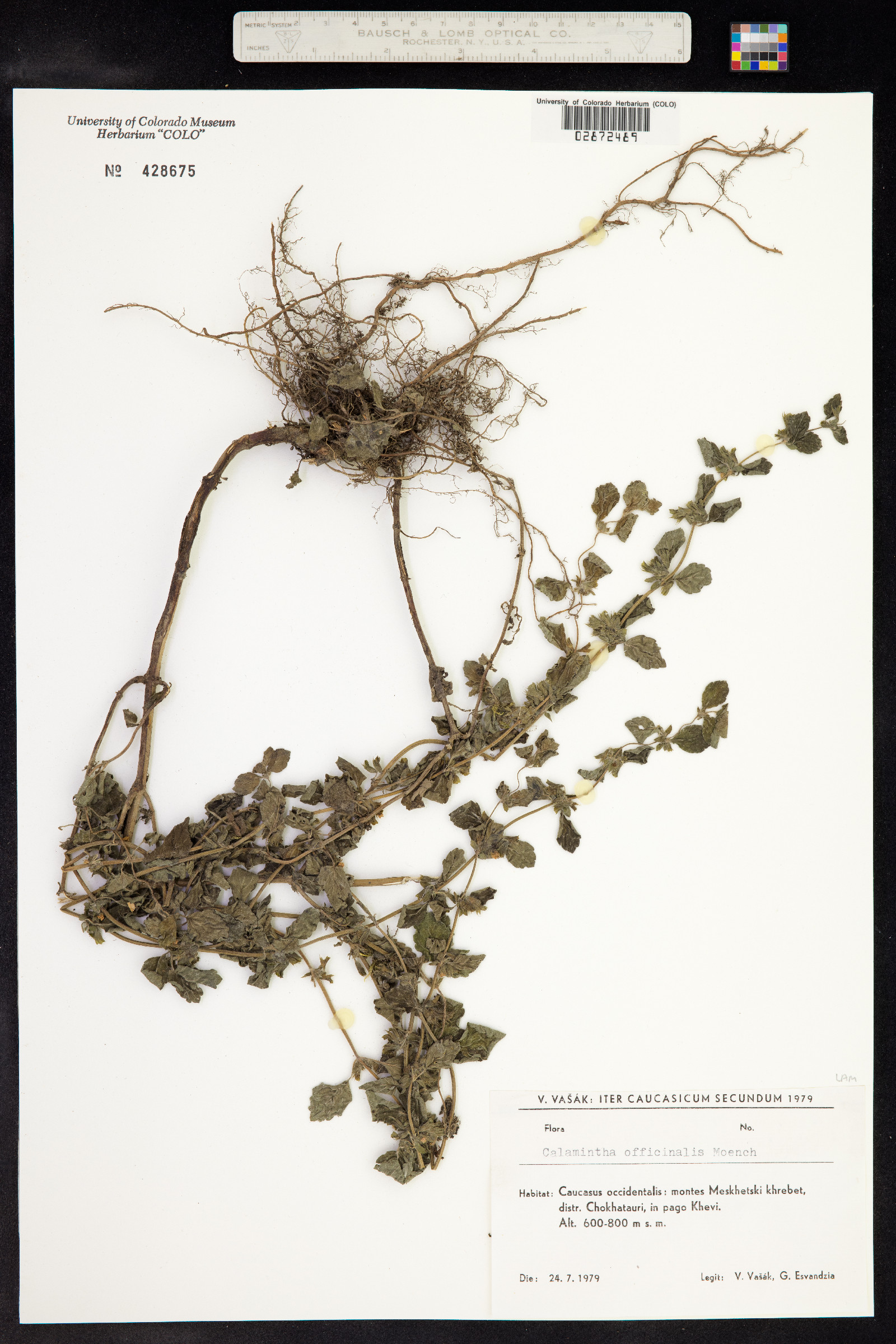 Clinopodium menthifolium ssp. ascendens image