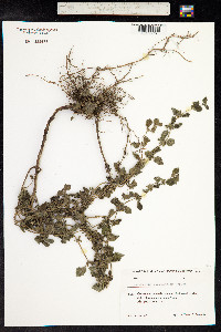 Clinopodium menthifolium ssp. ascendens image