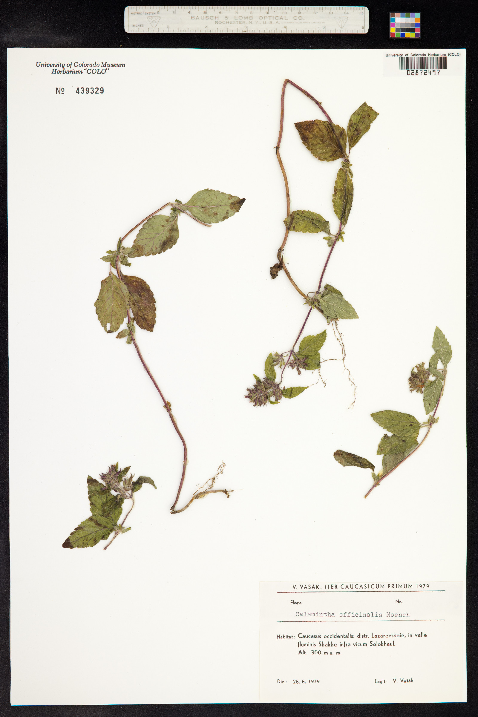 Clinopodium menthifolium ssp. ascendens image