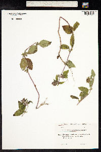 Clinopodium menthifolium ssp. ascendens image