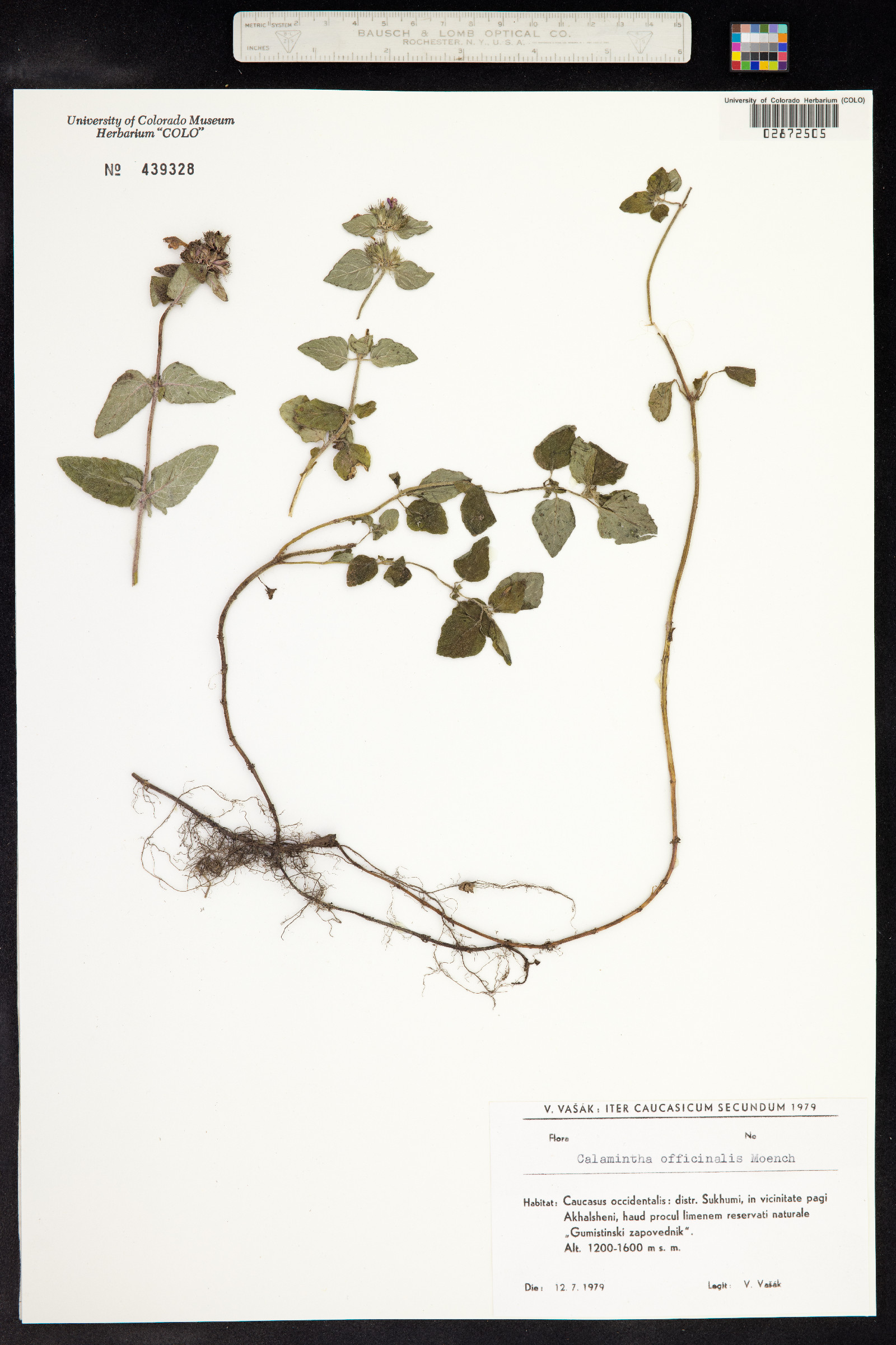 Clinopodium menthifolium image