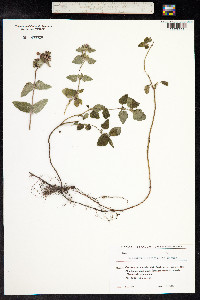 Clinopodium menthifolium ssp. ascendens image