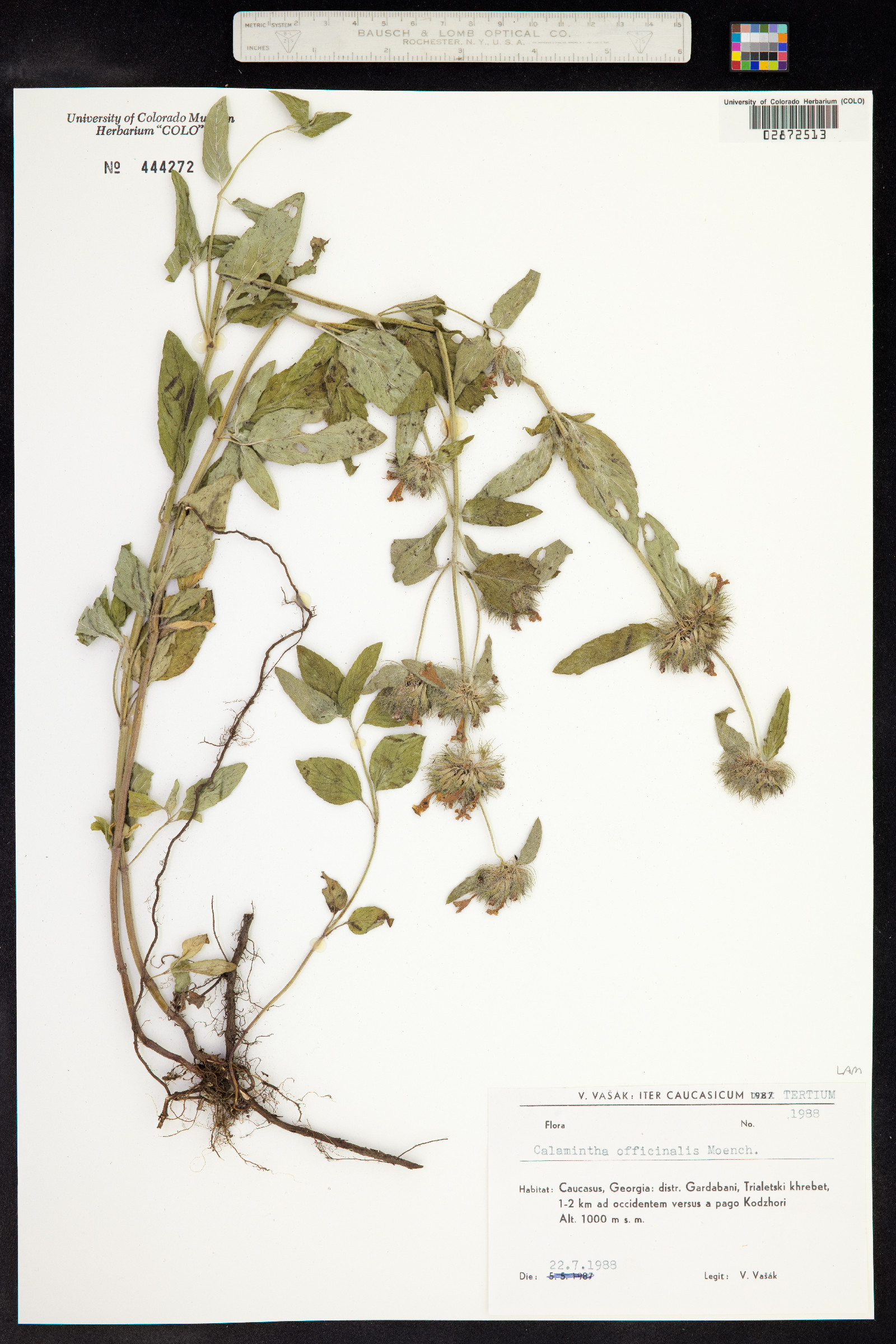Clinopodium menthifolium ssp. ascendens image