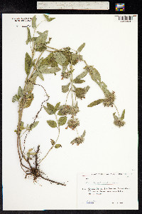Clinopodium menthifolium ssp. ascendens image