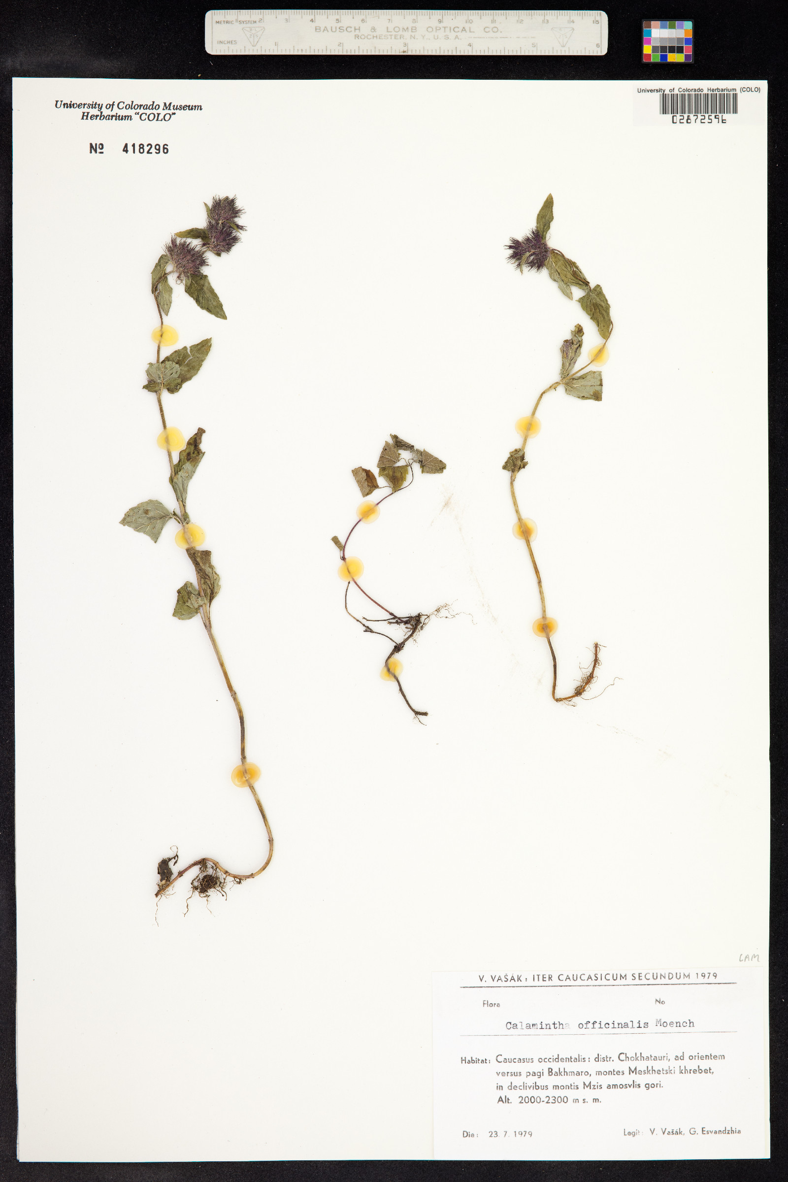 Clinopodium menthifolium image