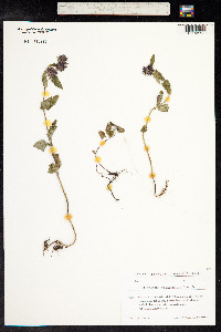 Clinopodium menthifolium ssp. ascendens image