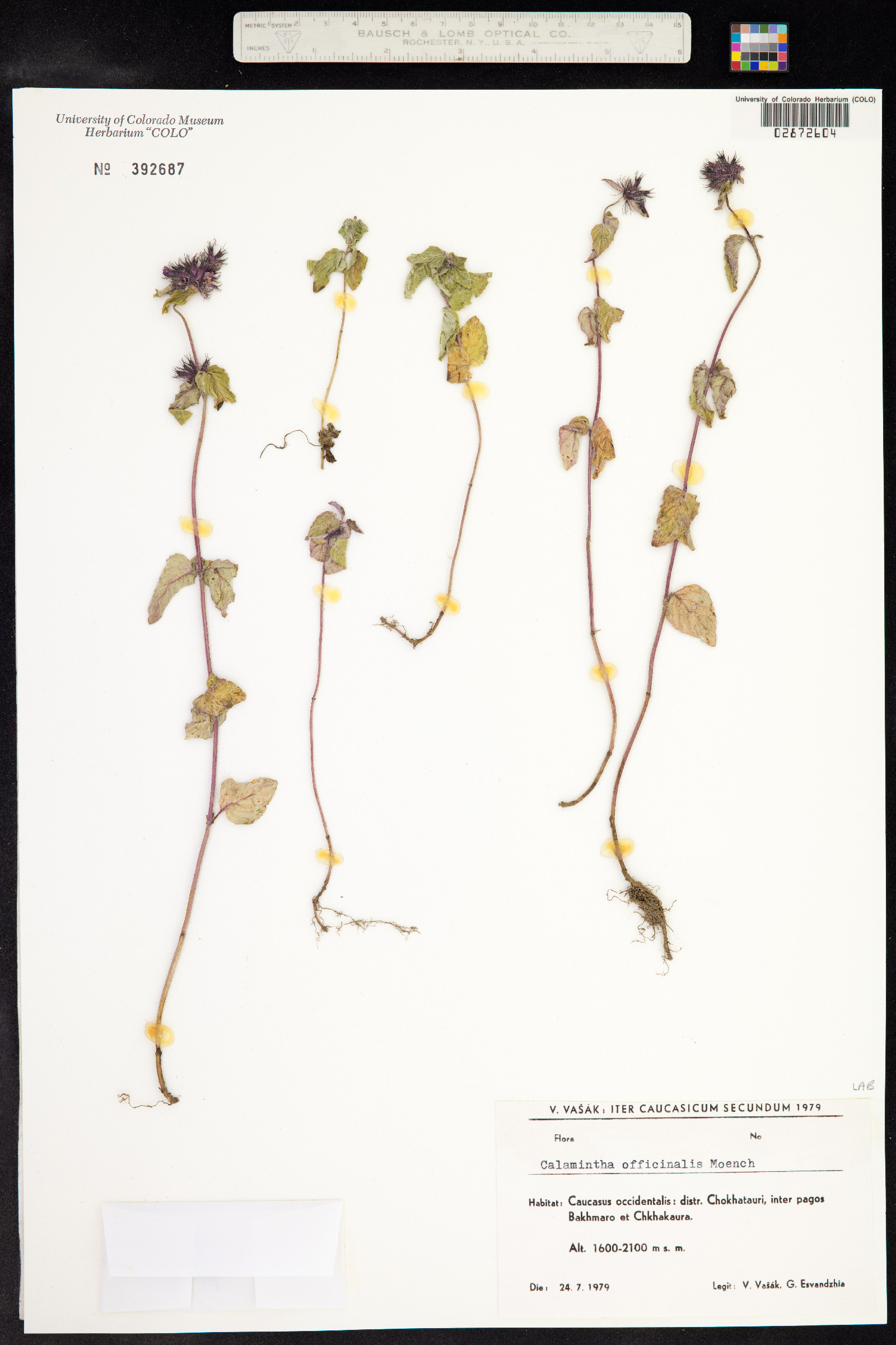 Clinopodium menthifolium ssp. ascendens image