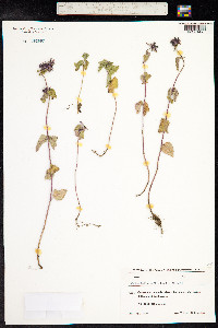 Clinopodium menthifolium ssp. ascendens image