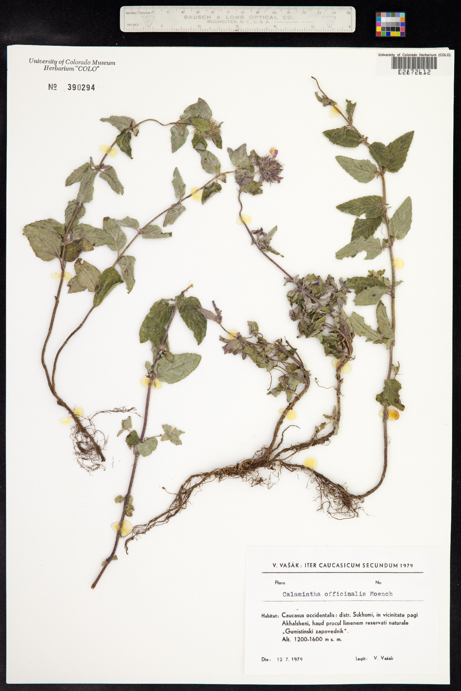 Clinopodium menthifolium ssp. ascendens image