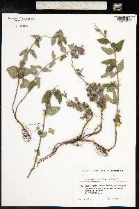 Clinopodium menthifolium image