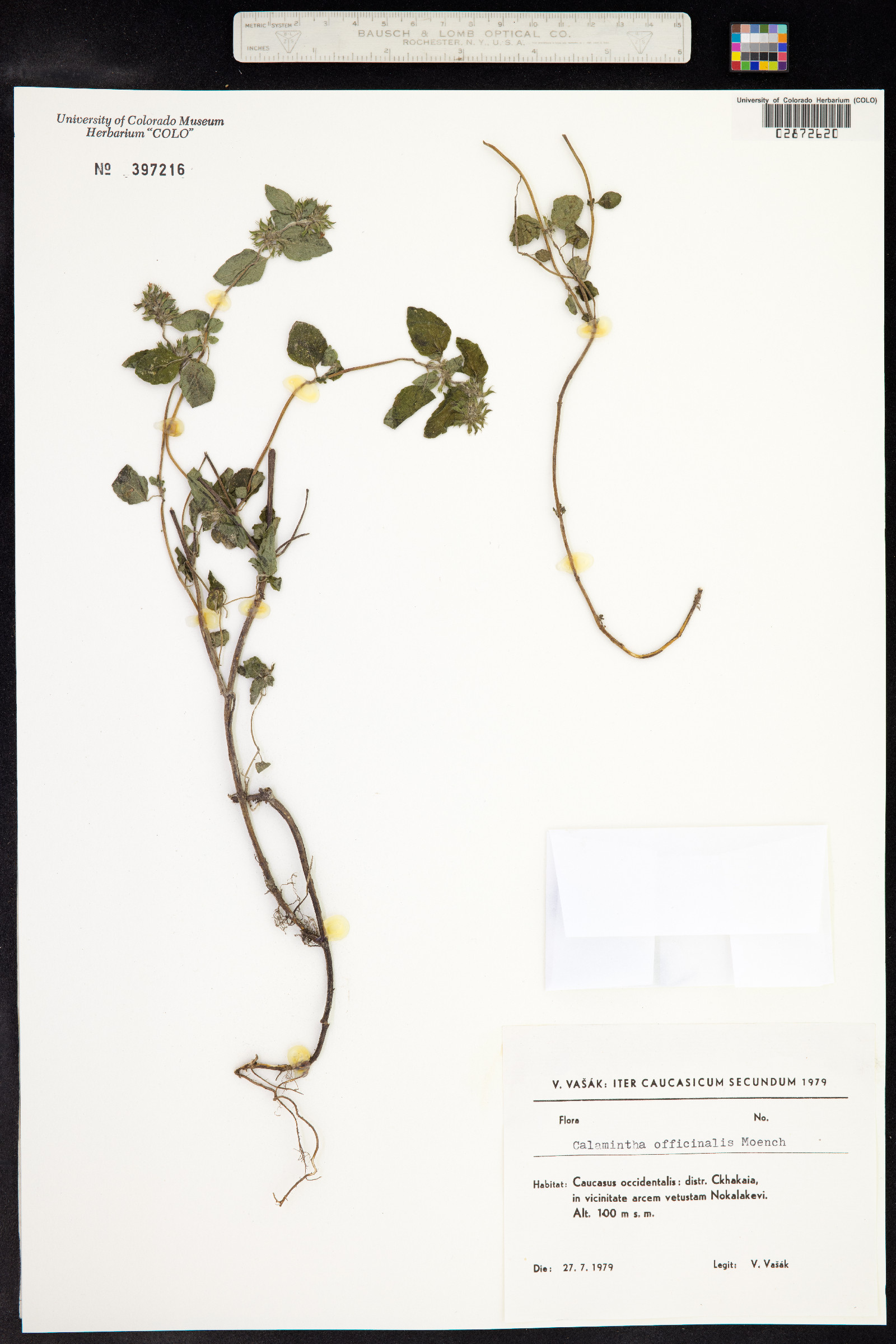 Clinopodium image