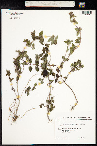 Clinopodium menthifolium ssp. ascendens image