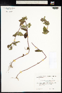 Clinopodium menthifolium ssp. ascendens image