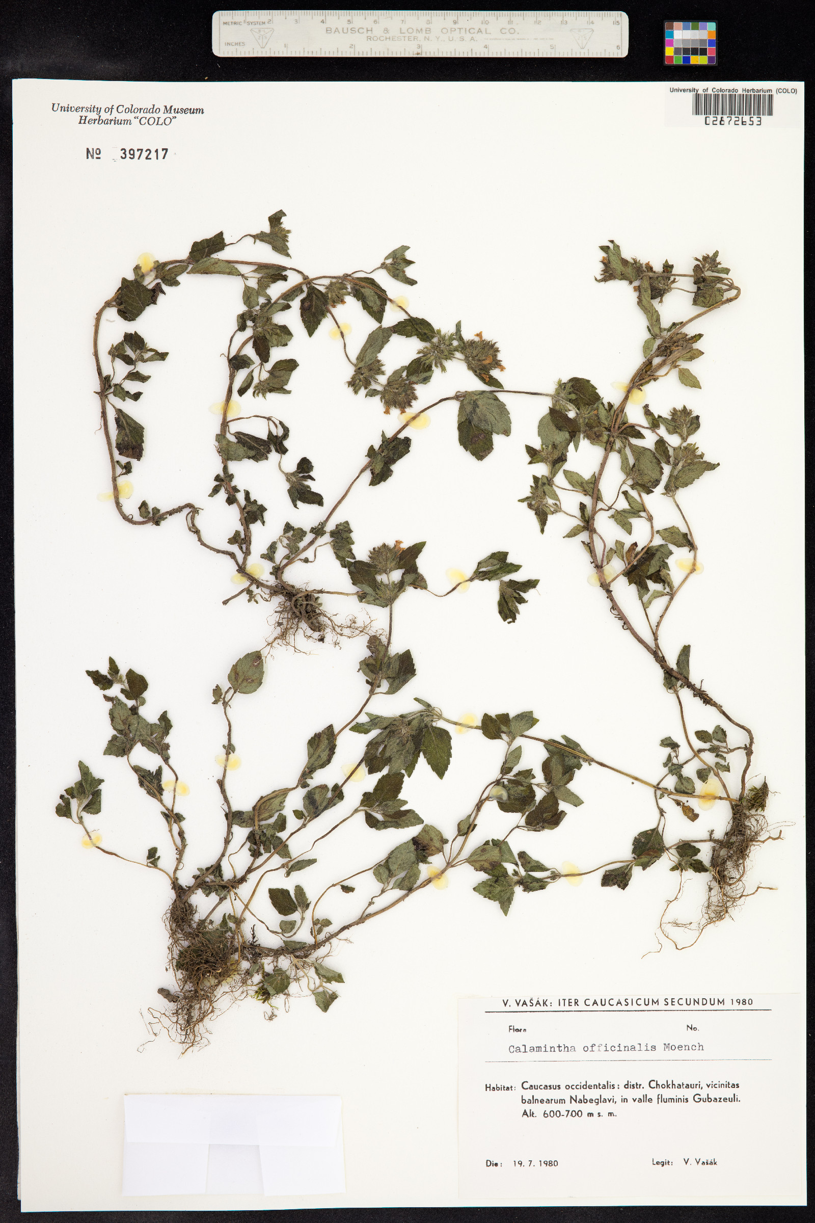 Clinopodium menthifolium ssp. ascendens image
