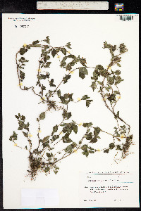 Clinopodium menthifolium ssp. ascendens image