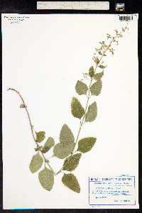 Clinopodium menthifolium ssp. ascendens image