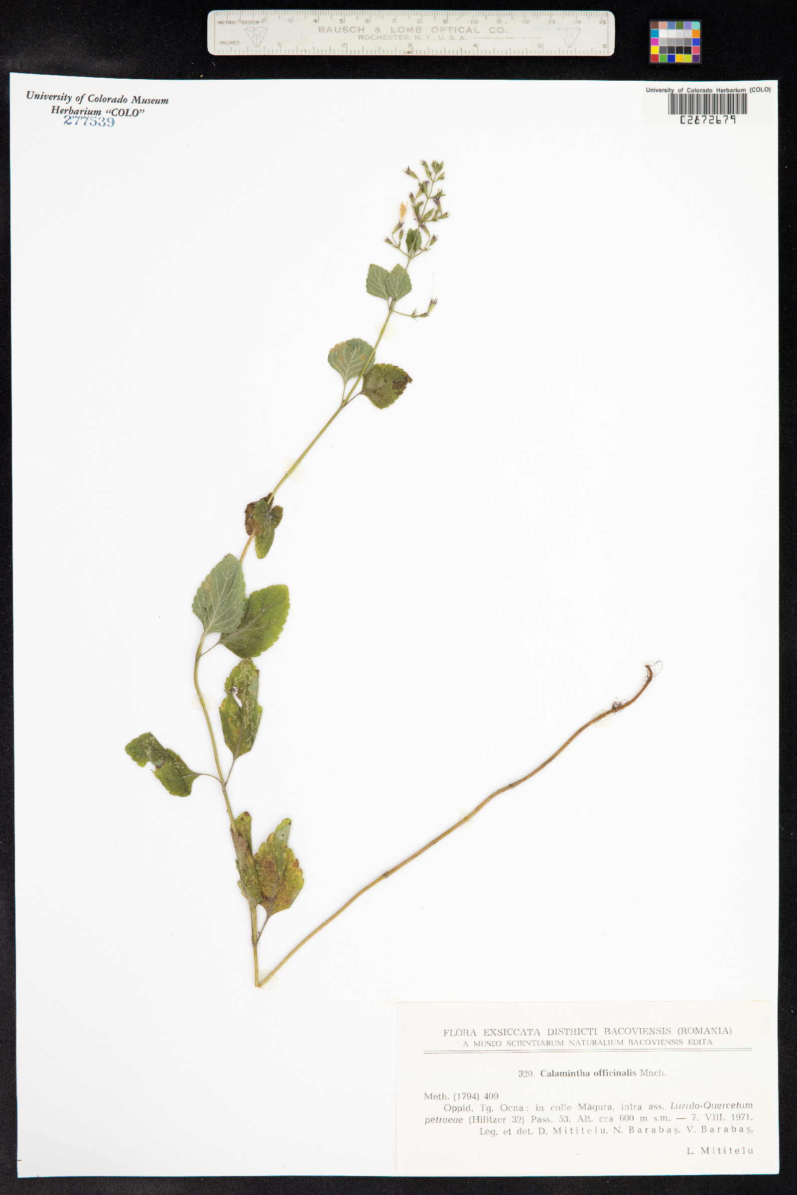 Clinopodium menthifolium ssp. ascendens image