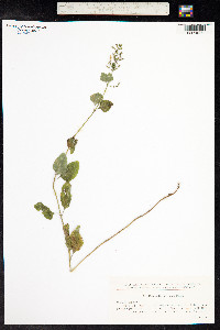 Clinopodium menthifolium ssp. ascendens image