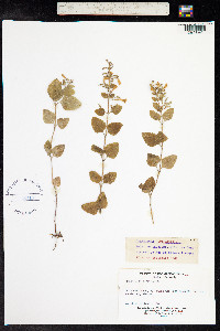 Clinopodium menthifolium ssp. ascendens image