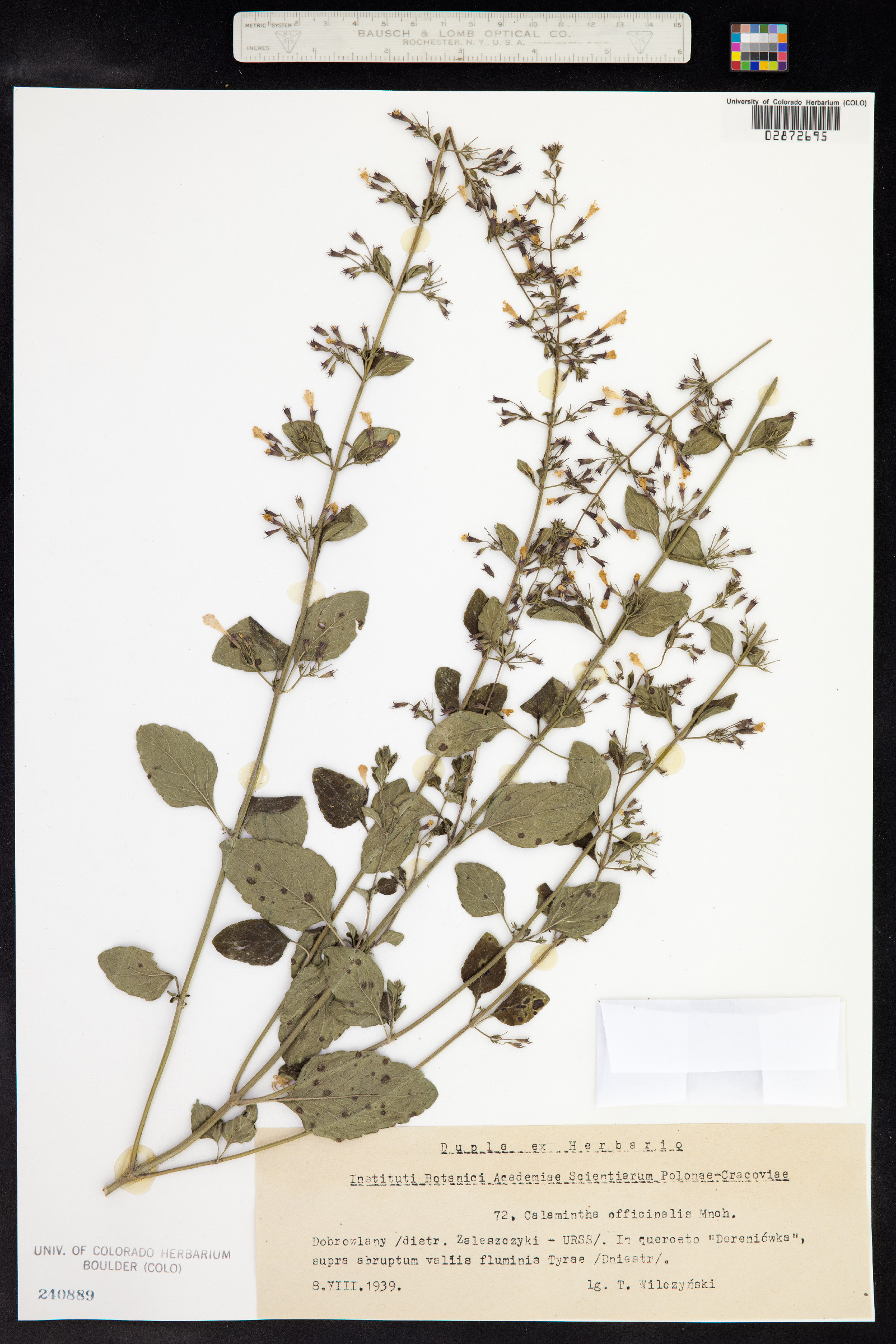 Clinopodium menthifolium image