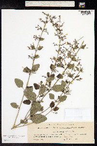 Clinopodium menthifolium ssp. ascendens image