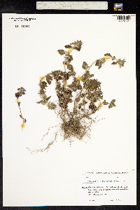 Calamintha clinopodium image