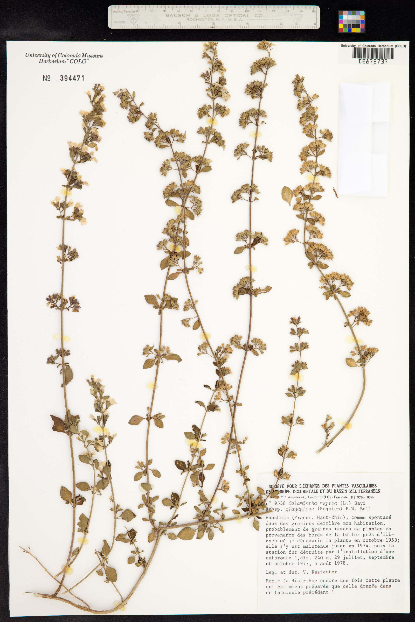 Clinopodium nepeta image