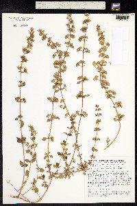 Image of Clinopodium nepeta