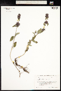 Clinopodium vulgare image