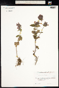 Clinopodium vulgare image