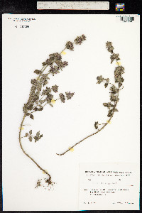 Clinopodium vulgare image