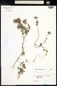Clinopodium vulgare image