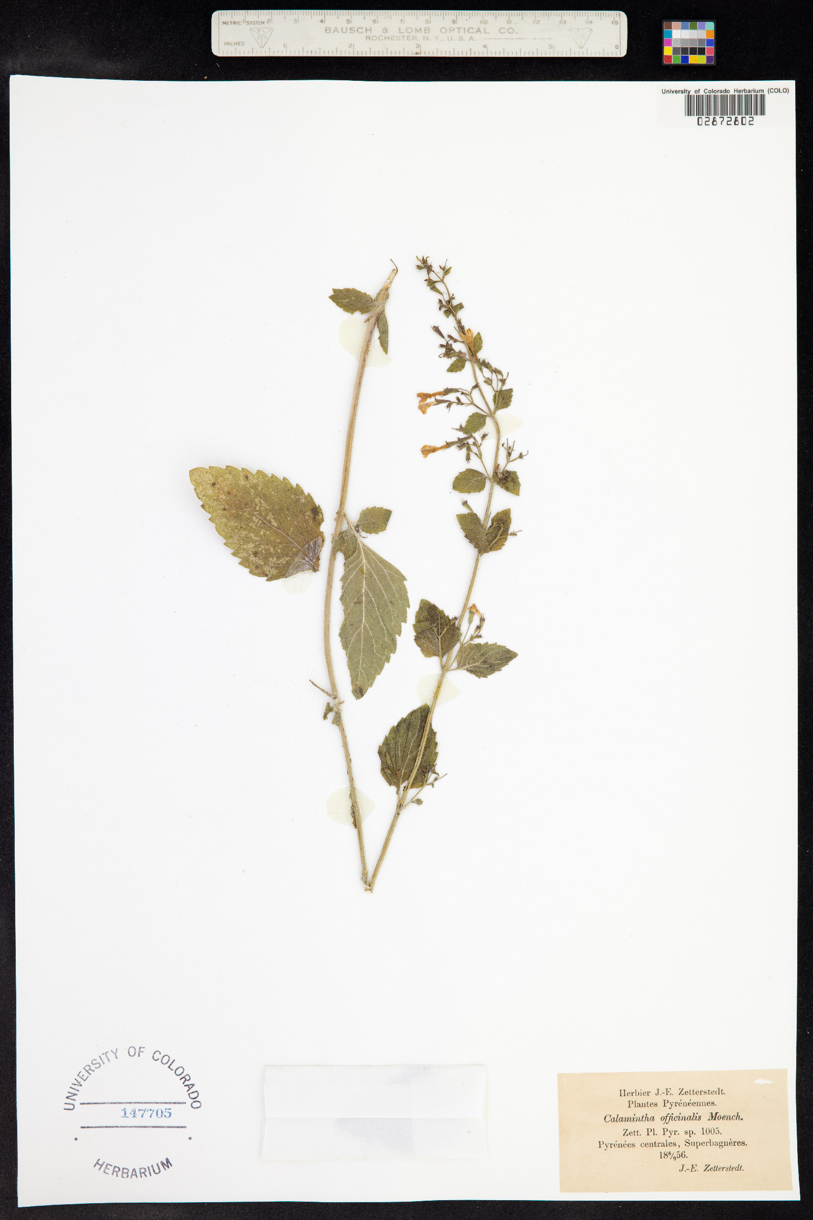 Clinopodium menthifolium ssp. ascendens image