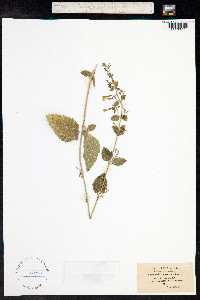 Clinopodium menthifolium ssp. ascendens image