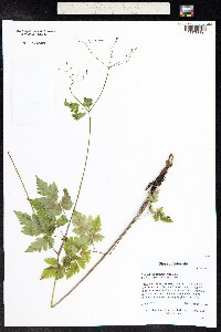 Osmorhiza depauperata image