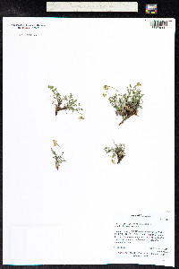 Oreoxis alpina image