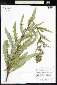 Cirsium arvense image