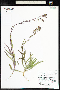 Lactuca tatarica image