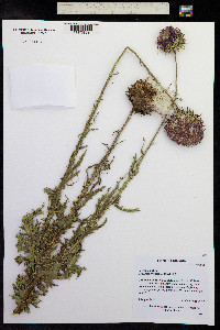 Carduus nutans image