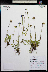 Erigeron grandiflorus image