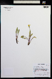 Taraxacum officinale image