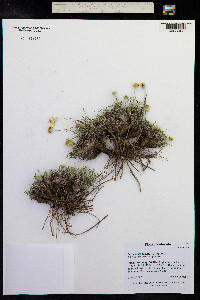 Tetraneuris acaulis image