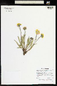 Pyrrocoma uniflora image