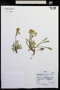Solidago multiradiata image