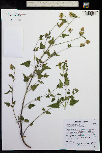 Brickellia grandiflora image