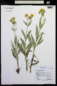 Arnica chamissonis image