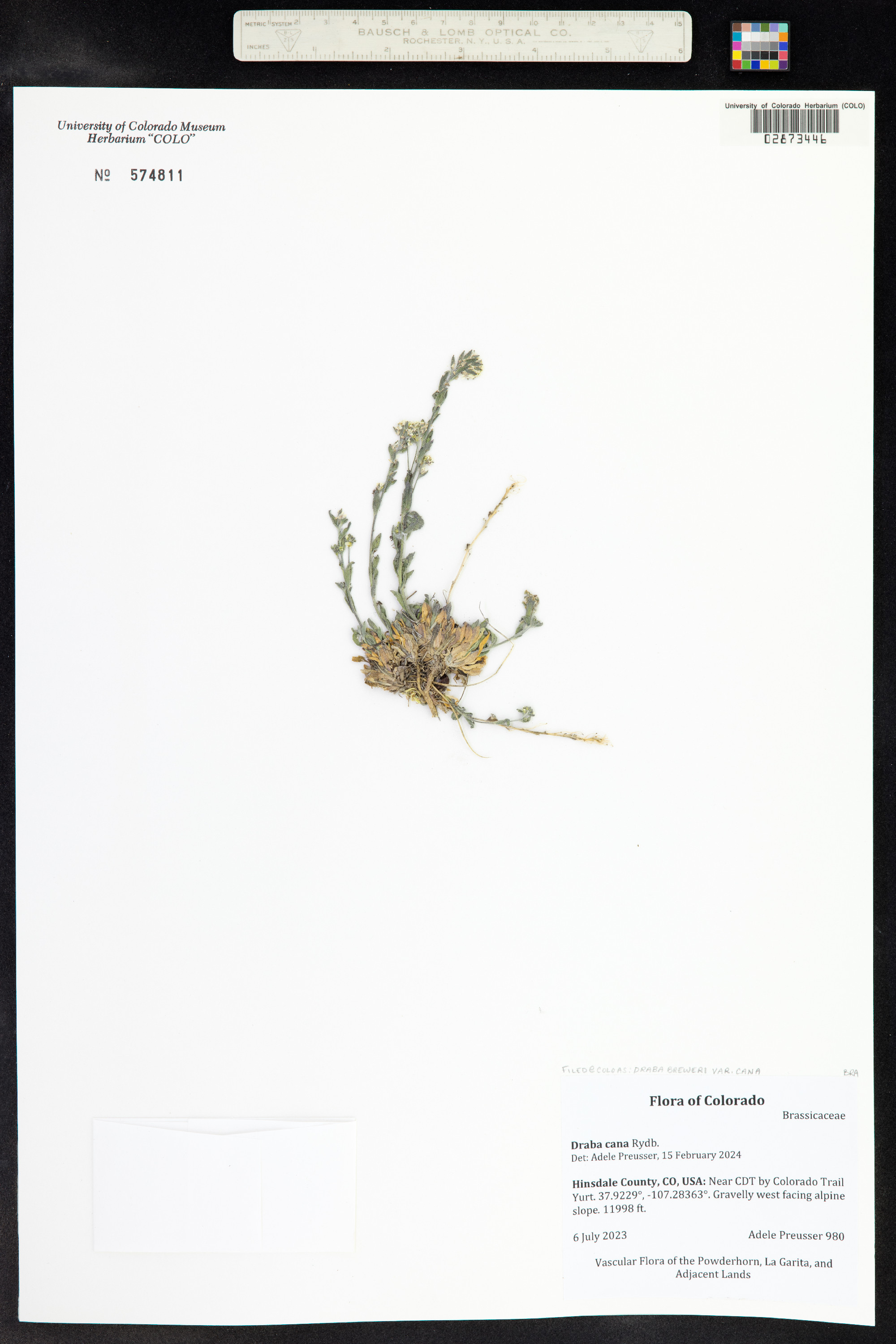 Draba cana image