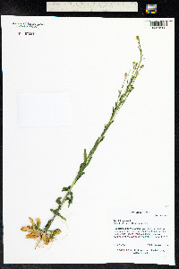 Turritis glabra image