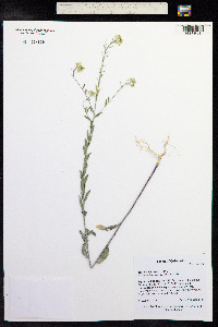 Berteroa incana image