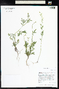 Descurainia incana image